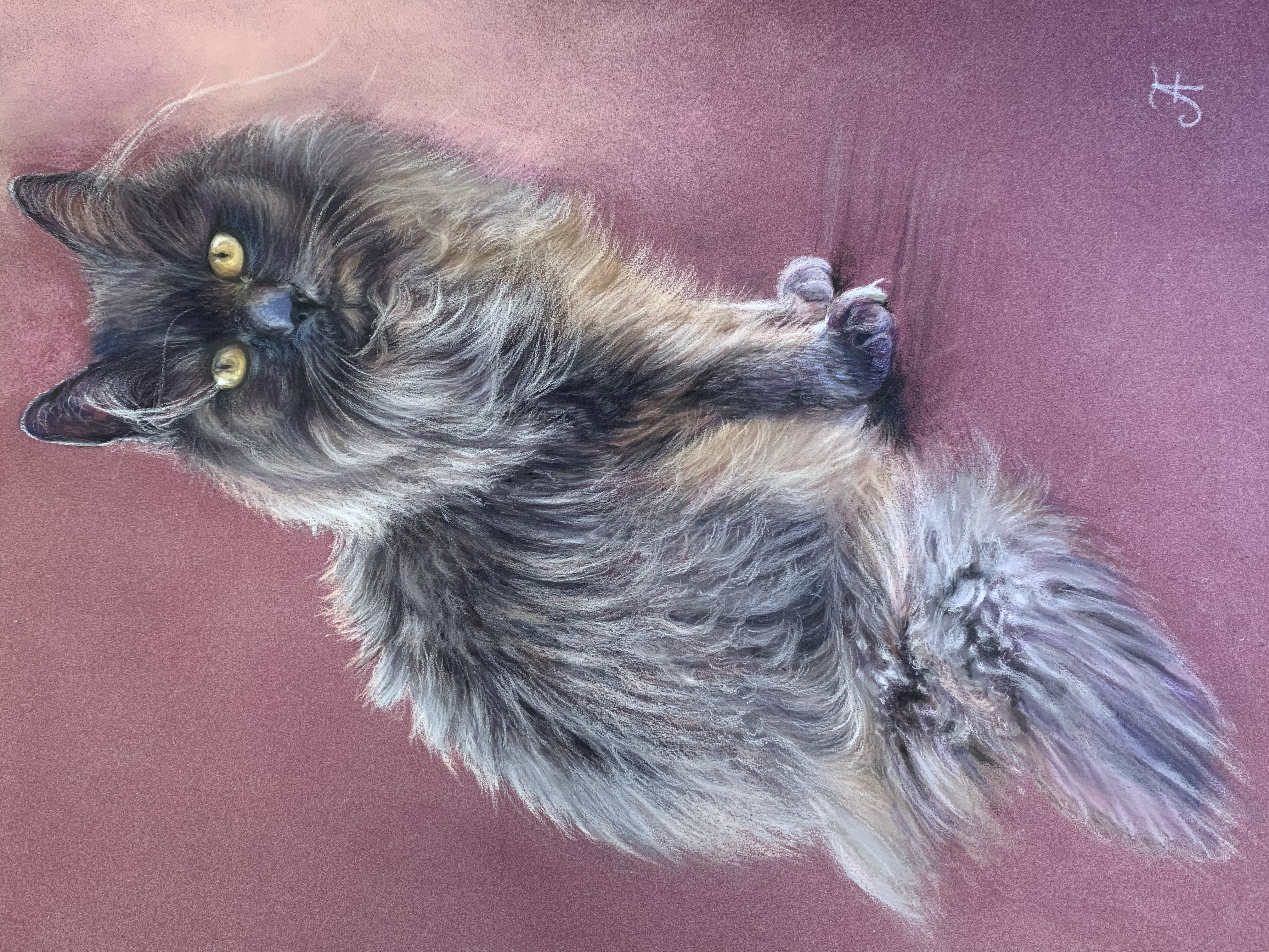 Le chat