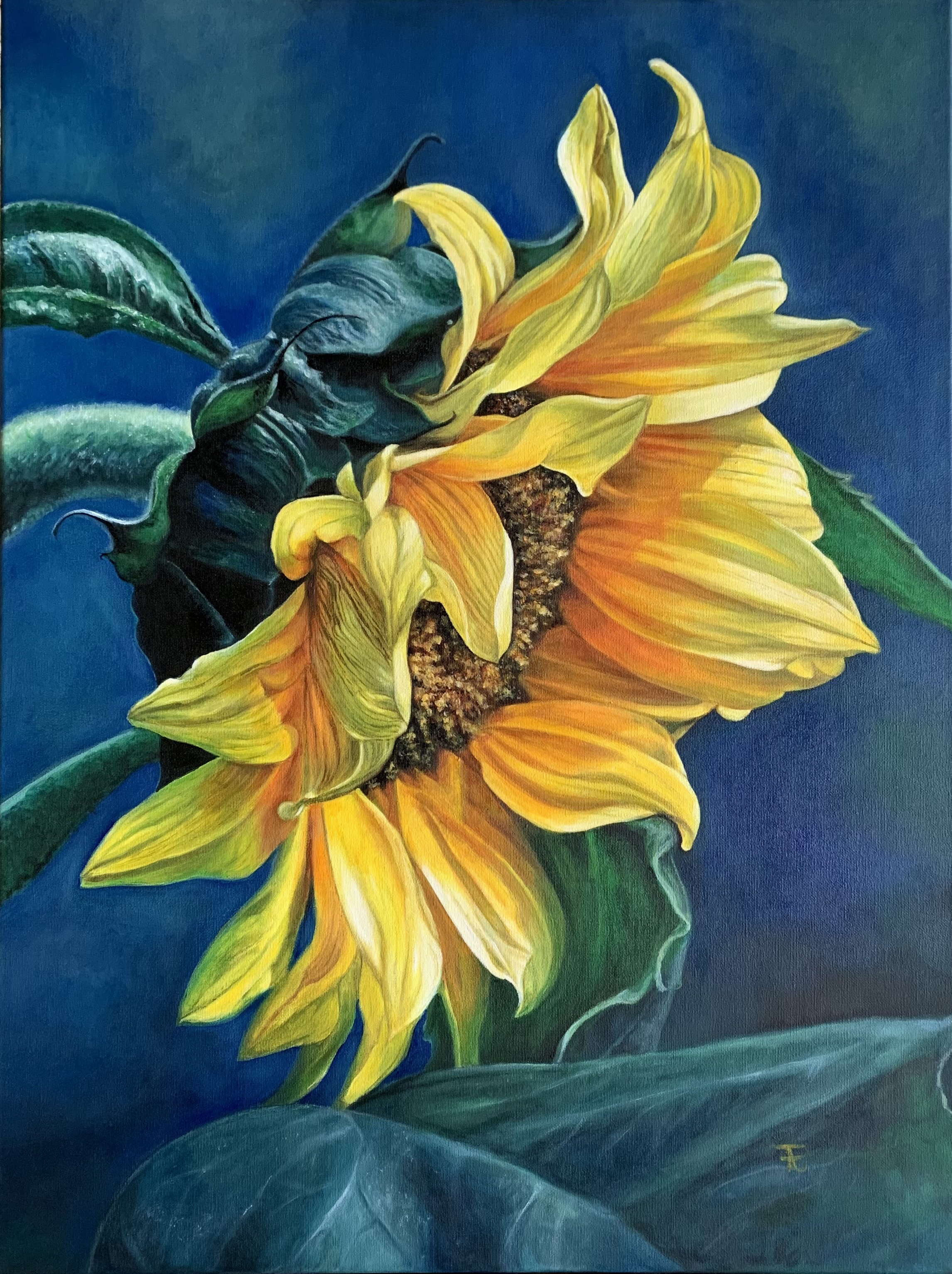 Le tournesol