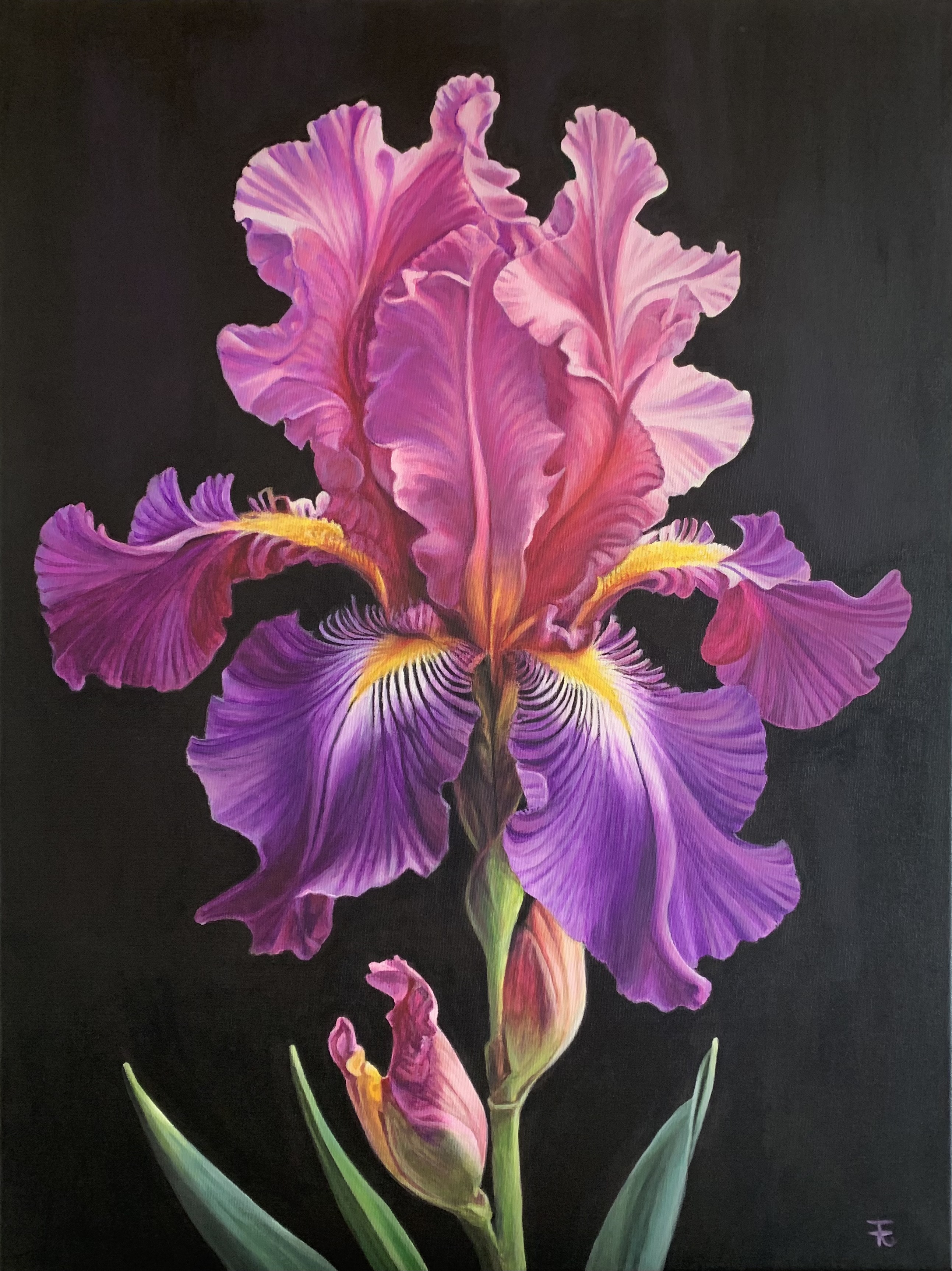 L’iris